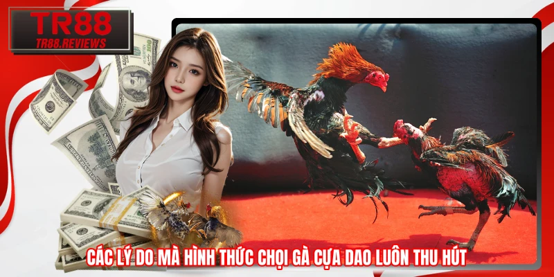 Các lý do mà hình thức chọi gà cựa dao luôn thu hút Các lý do mà hình thức chọi gà cựa dao luôn thu hút