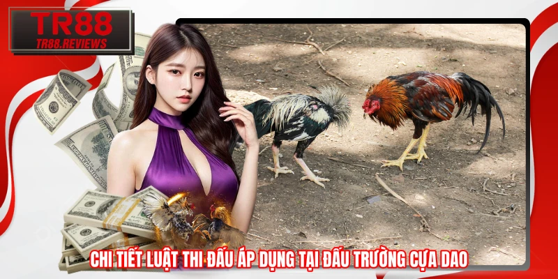 Chi tiết luật thi đấu áp dụng tại đấu trường cựa dao Chi tiết luật thi đấu áp dụng tại đấu trường cựa dao