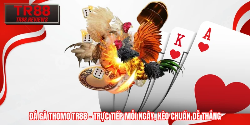 Đá Gà Thomo TR88 – Trực Tiếp Mỗi Ngày, Kèo Chuẩn Dễ Thắng